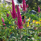 Veronica spicata 'First Love'
