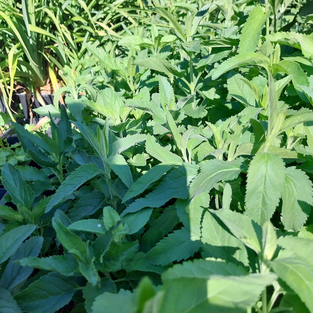 Veronica spicata Scheinähriger Ehrenpreis