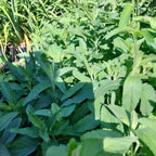 Veronica spicata Scheinähriger Ehrenpreis
