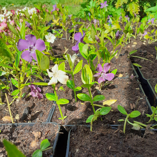 Vinca minor 'Atropurpurea' und ‘Alba' Kleinblättriges Immergrün in Blüte