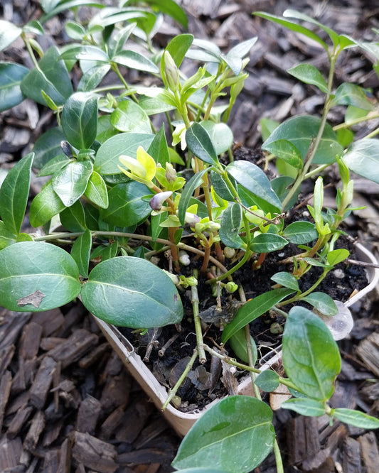 Vinca minor Kleinblättriges Immergrün im Topf