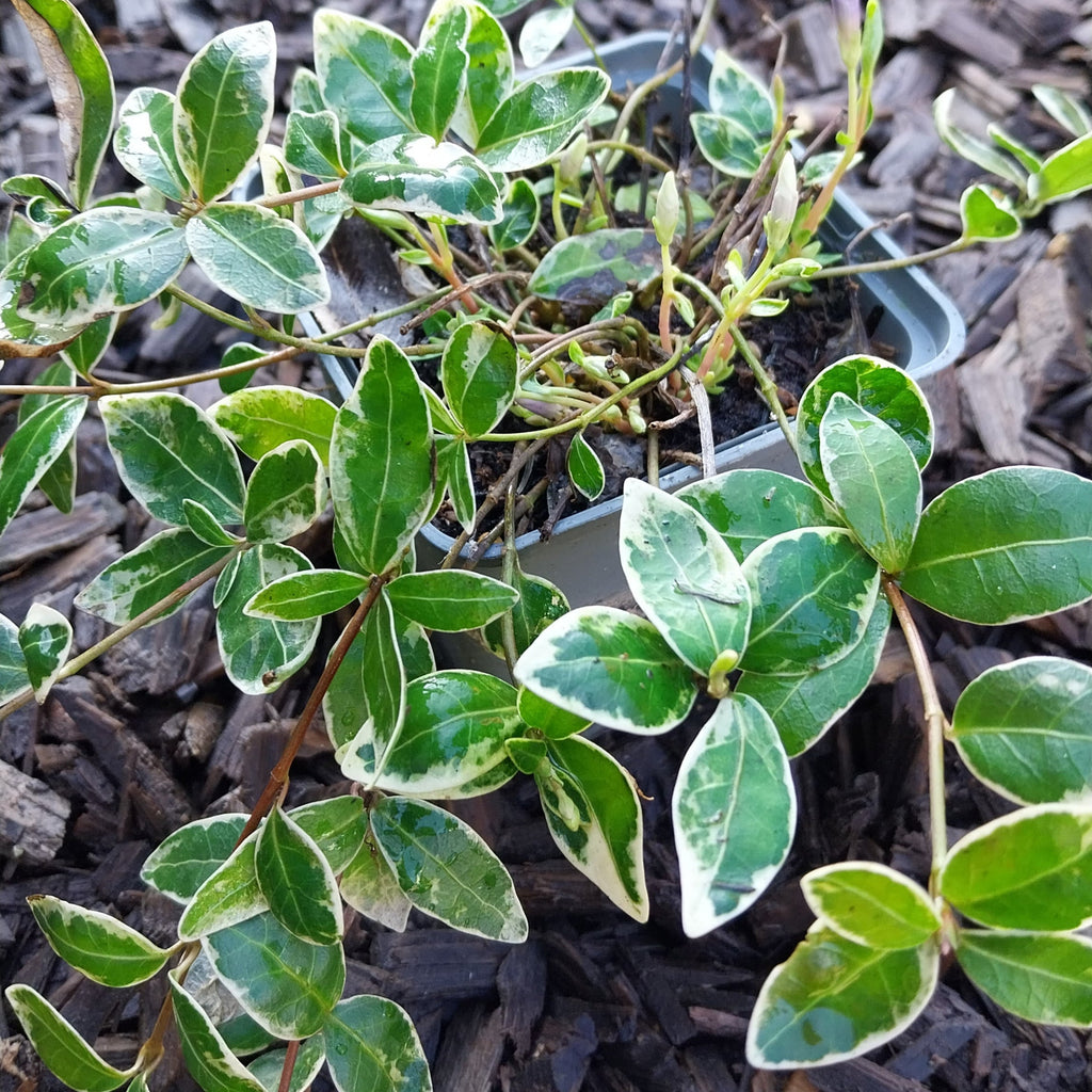 Vinca minor 'Ralph Shugert' Kleinblättriges Immergrün im Topf