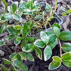 Vinca minor 'Ralph Shugert' Kleinblättriges Immergrün im Topf