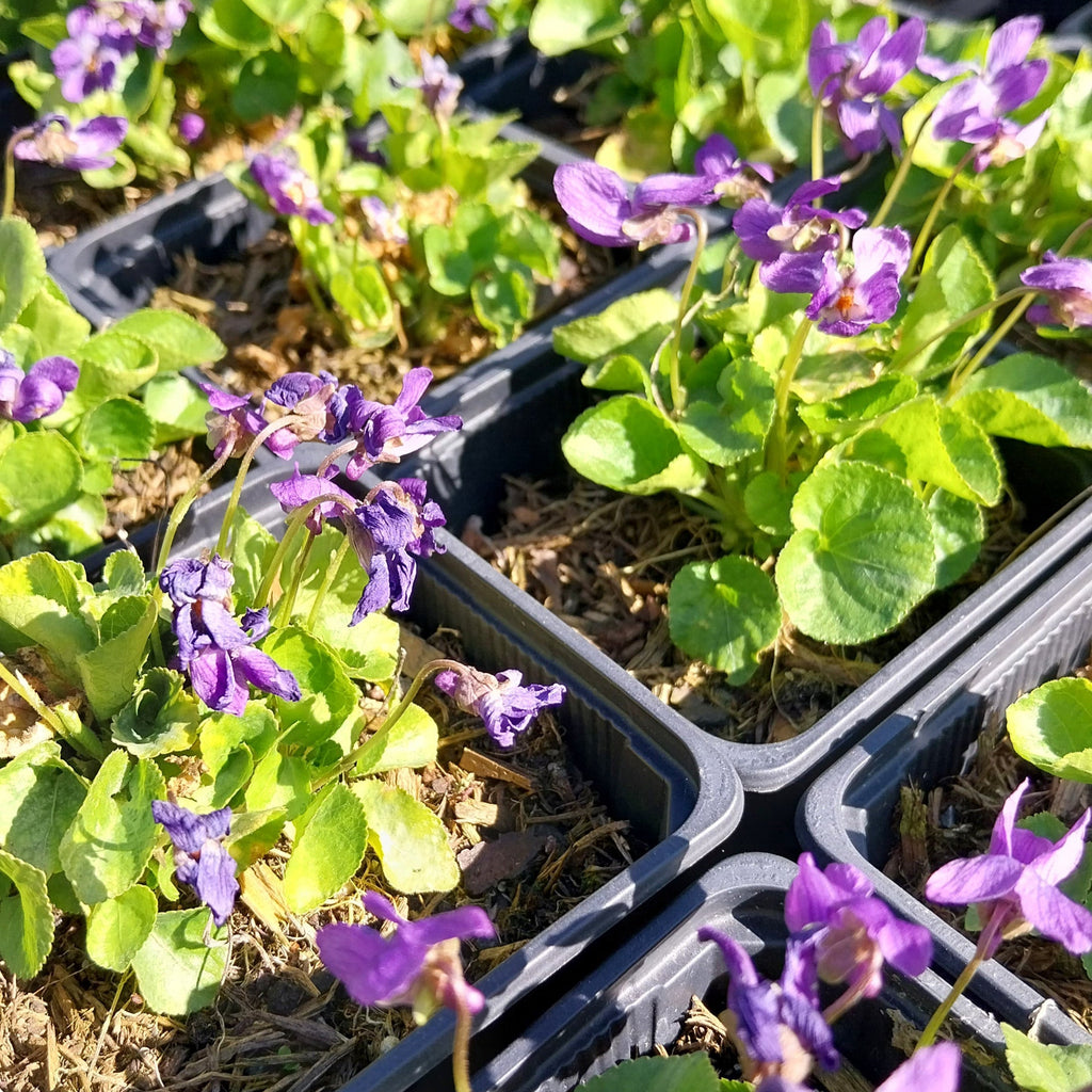 Viola odorata ʻKönigin Charlotteʼ in Blüte