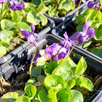 Viola odorata ʻKönigin Charlotteʼ im Topf