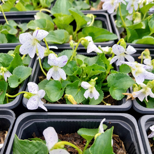 Viola sororia 'Freckles' Pfingst-Veilchen