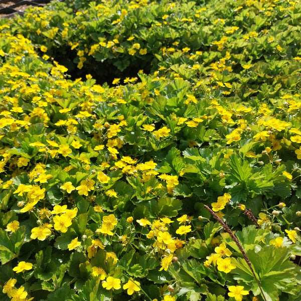 Waldsteinia ternata – in Blüte