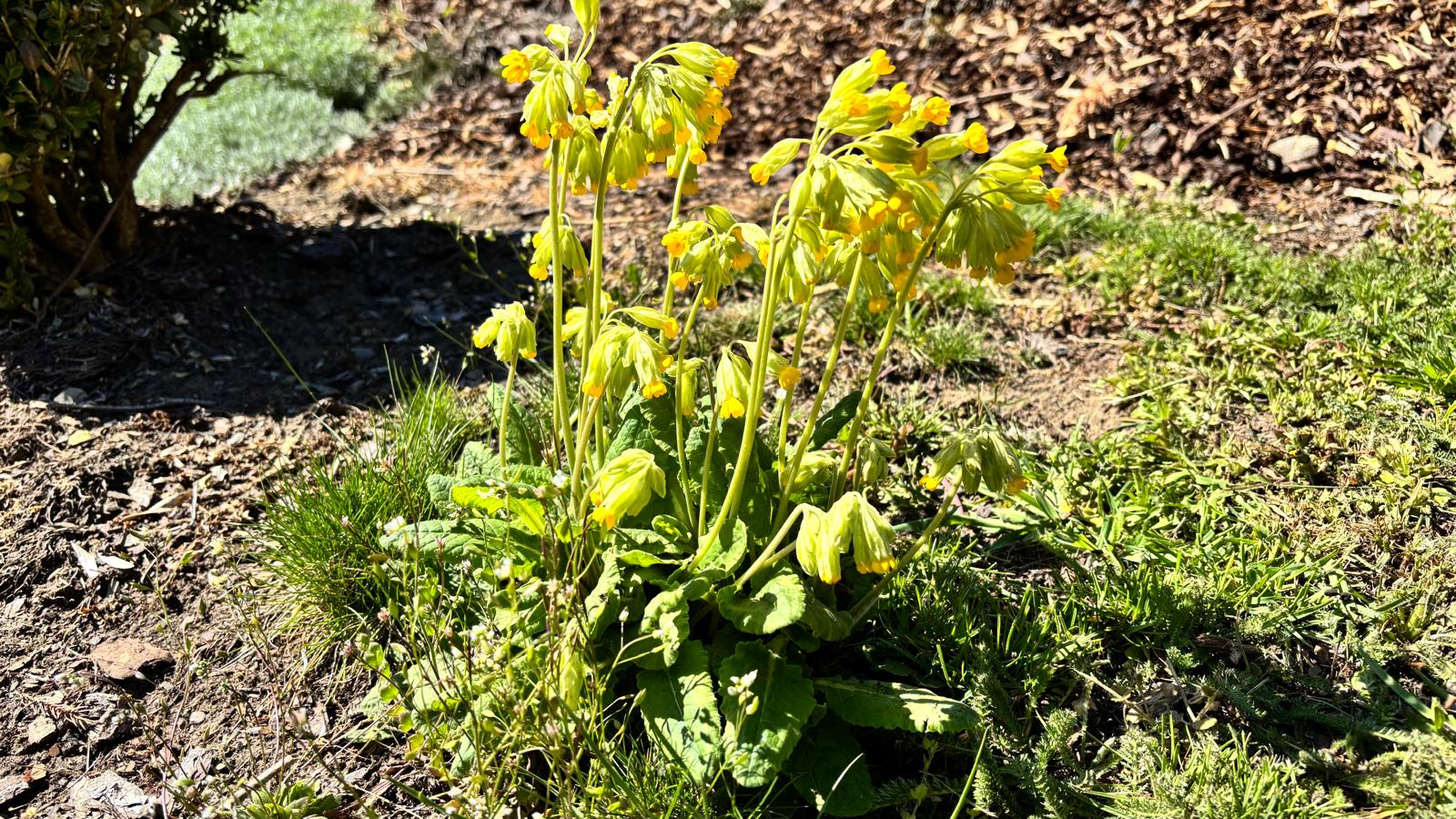 Wildstaude Schlüsselblume im Garten 