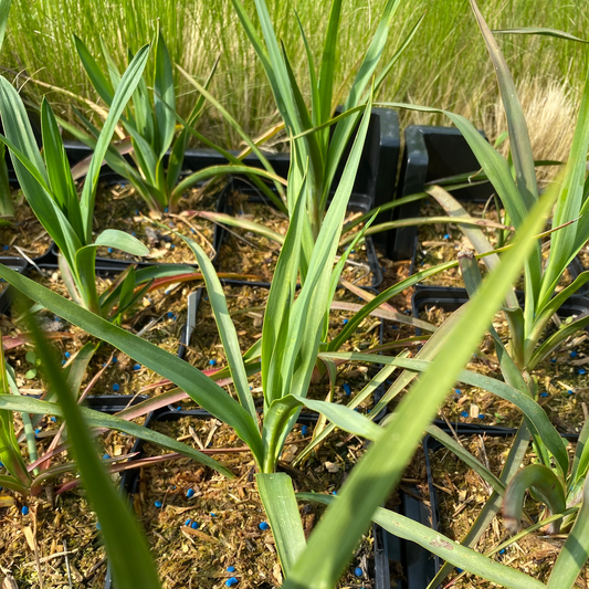 Yucca filamentosa Palmlilie