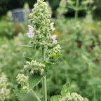  Zitronen-Katzenminze Nepeta cataria 'Citriodora' 