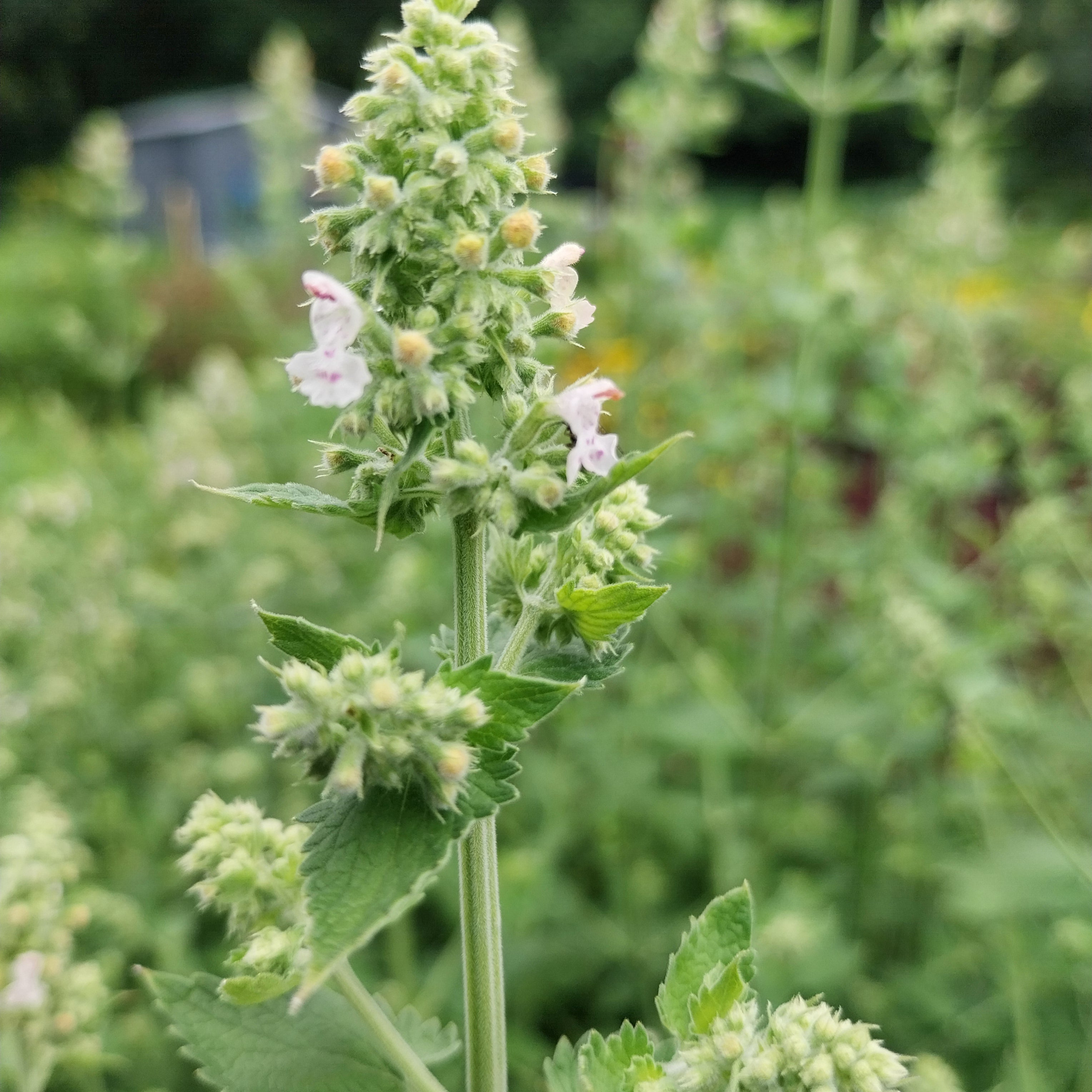  Zitronen-Katzenminze Nepeta cataria 'Citriodora' 
