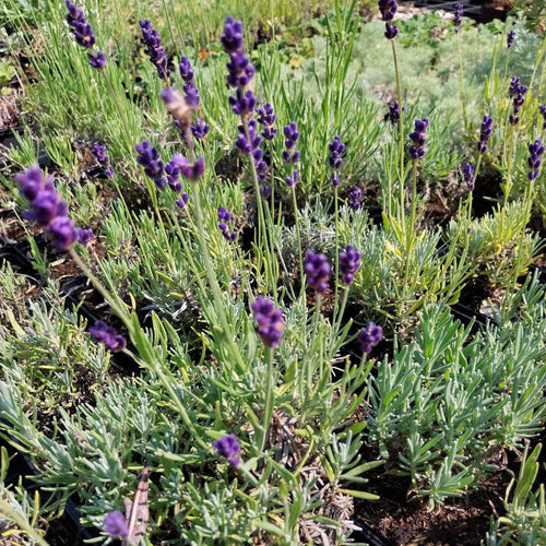 peter pan lavender plants Zwerg Lavendel Peter Pan kaufen