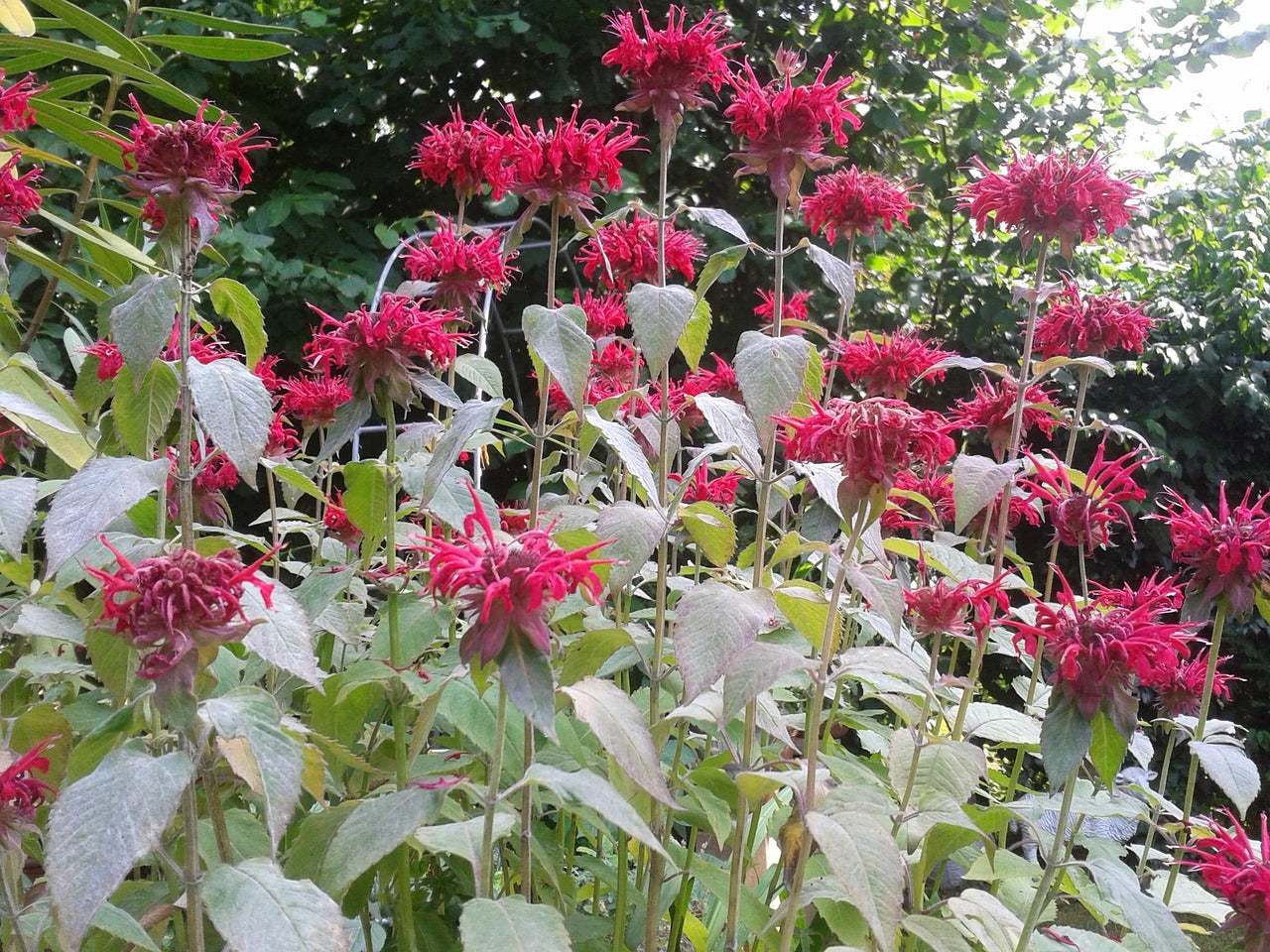 Monarda-Indianernessel