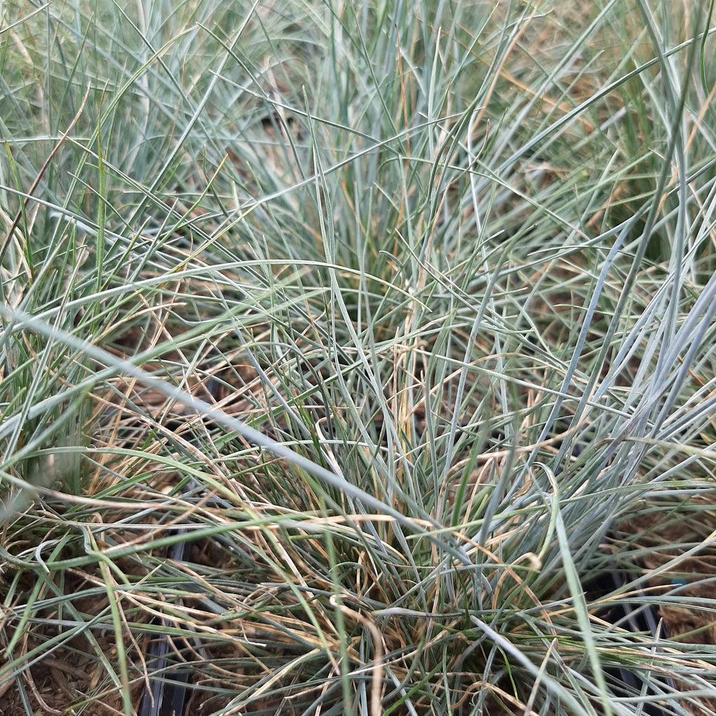 Blau-Schwingel (Festuca glauca)