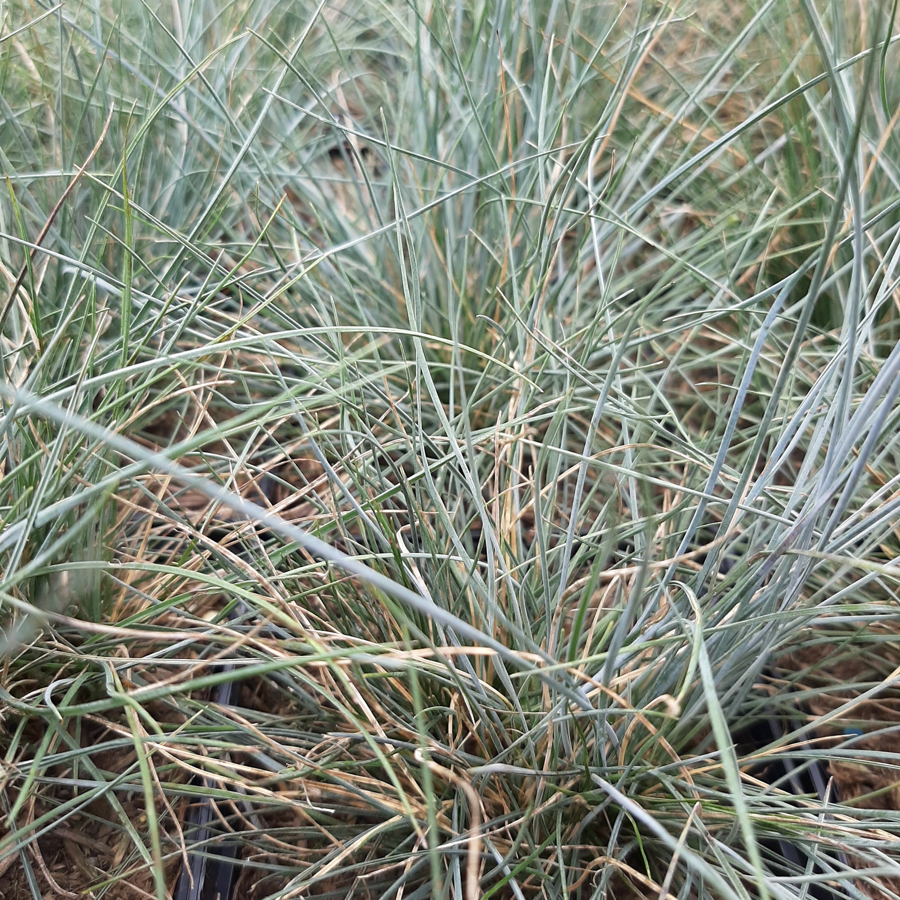 Blau-Schwingel (Festuca glauca)