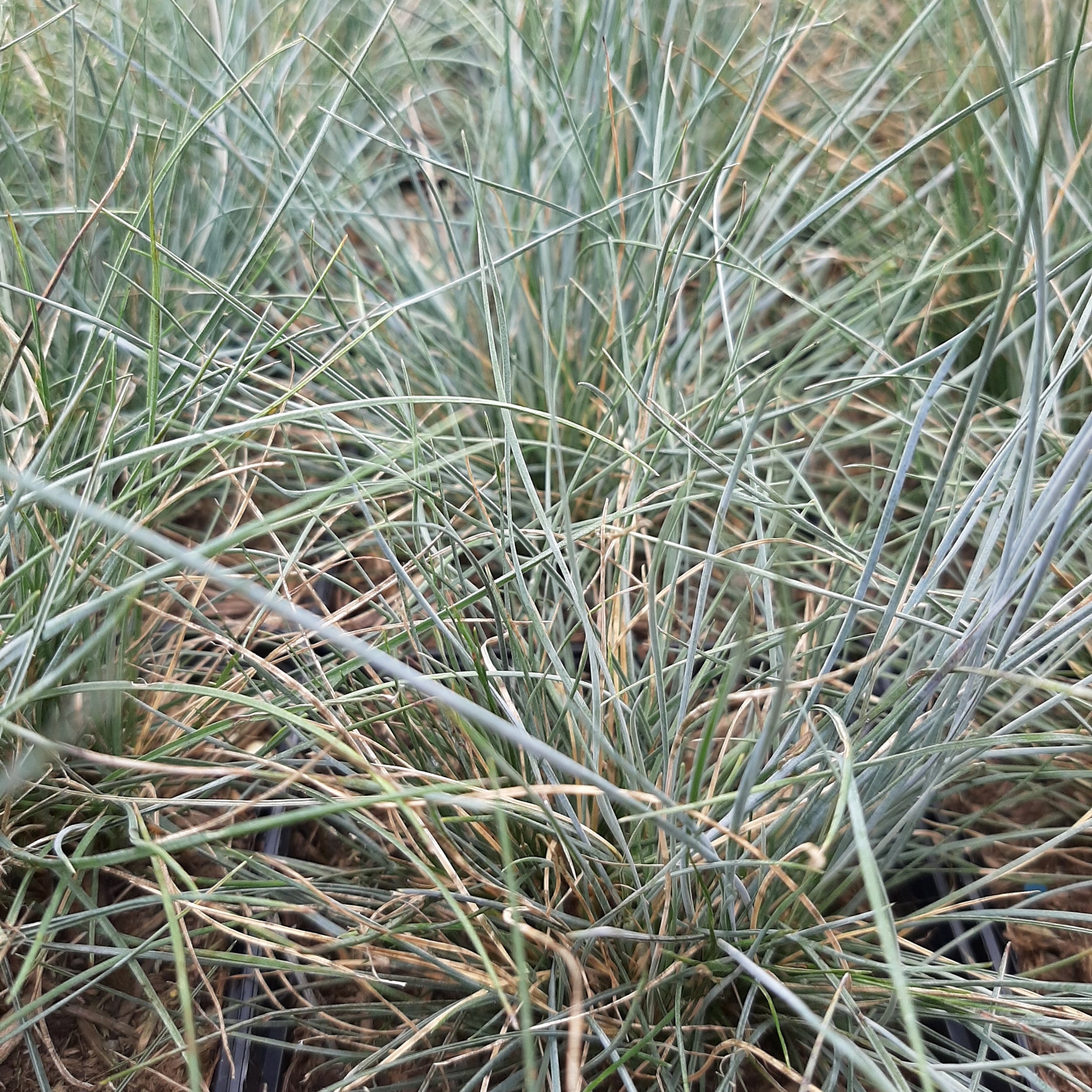 Blau-Schwingel (Festuca glauca)