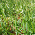 Briza media Limouzi Zittergras video