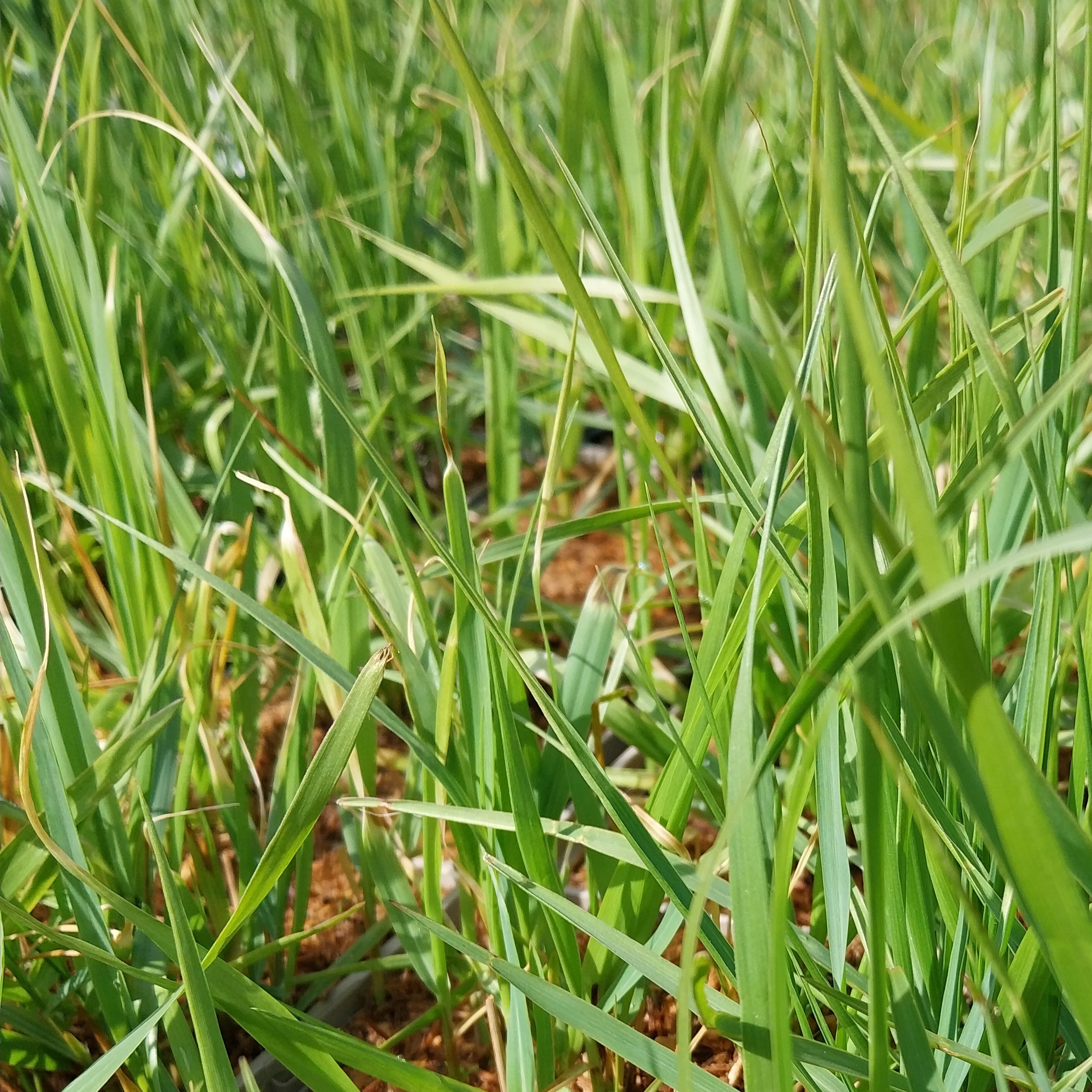 Briza media Limouzi Zittergras video