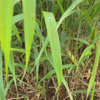 Hystrix patula