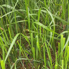 Calamagrostis × acutiflora 'Karl Foerster' Reitgras, Sandrohr