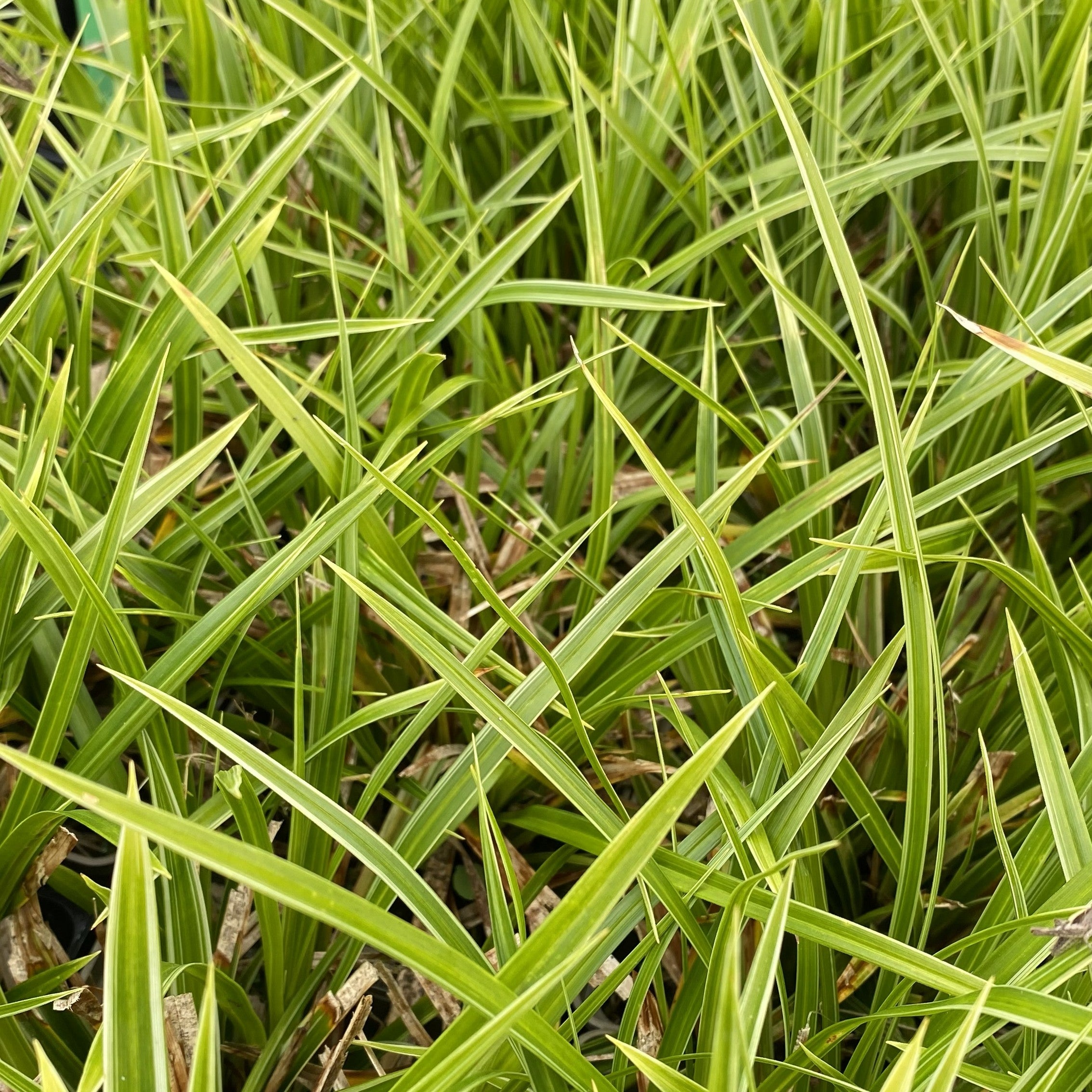 Carex morrowii 'Variegata'
