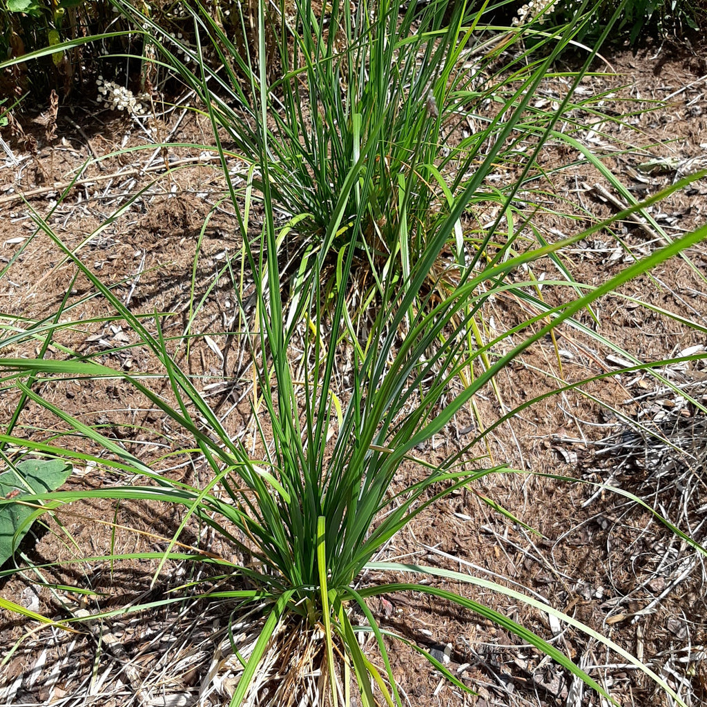 Sesleria heufleriana – Grünes Kopfgras video