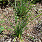 Sesleria heufleriana – Grünes Kopfgras video