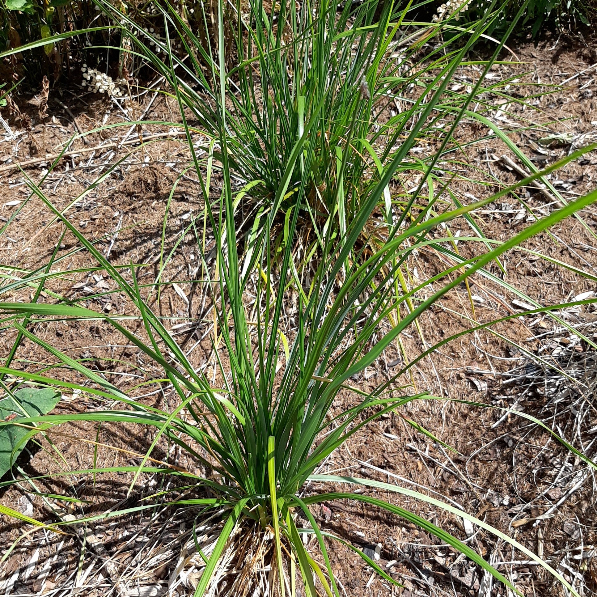 Sesleria heufleriana – Grünes Kopfgras video