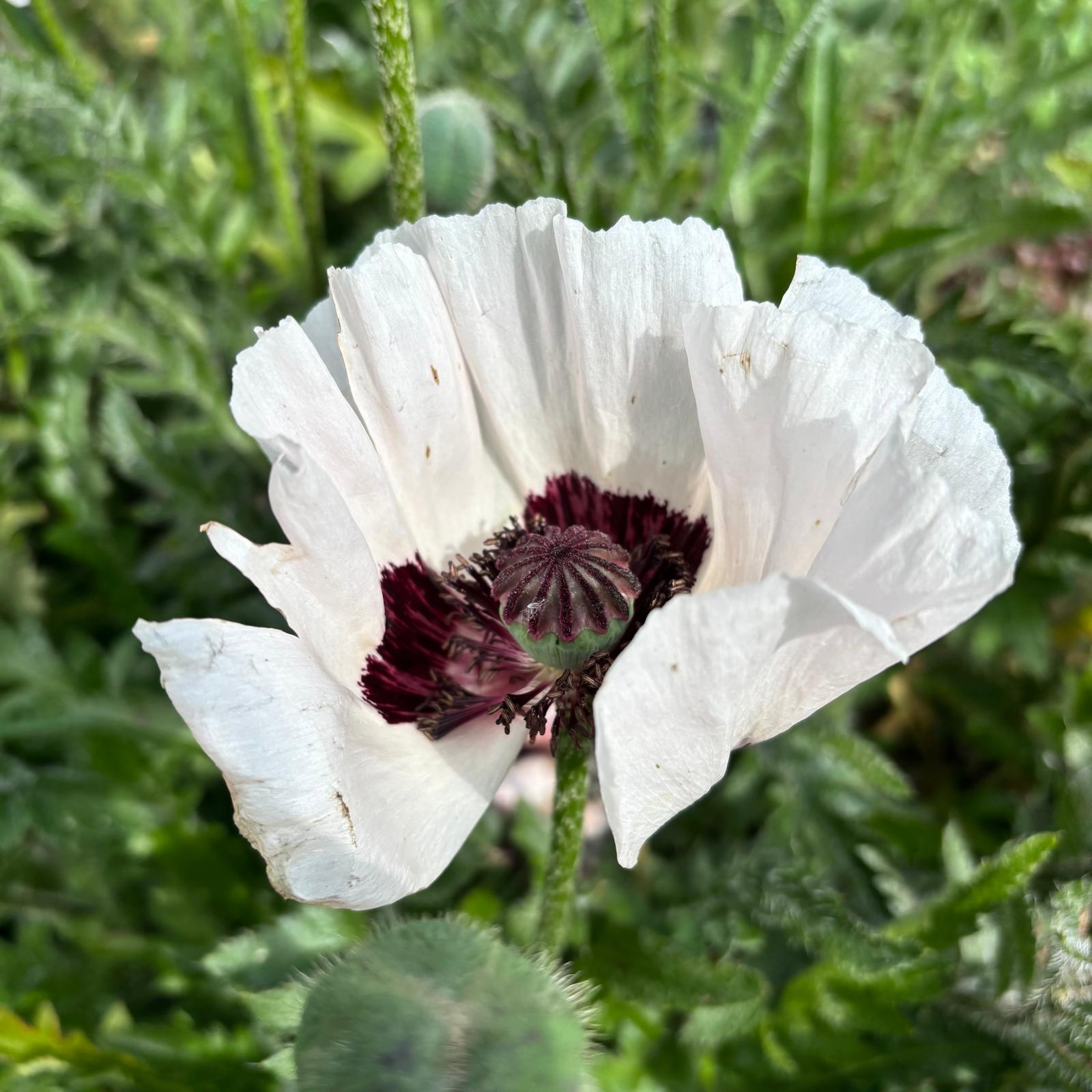 Papaver orientale ‘Royal Wedding’