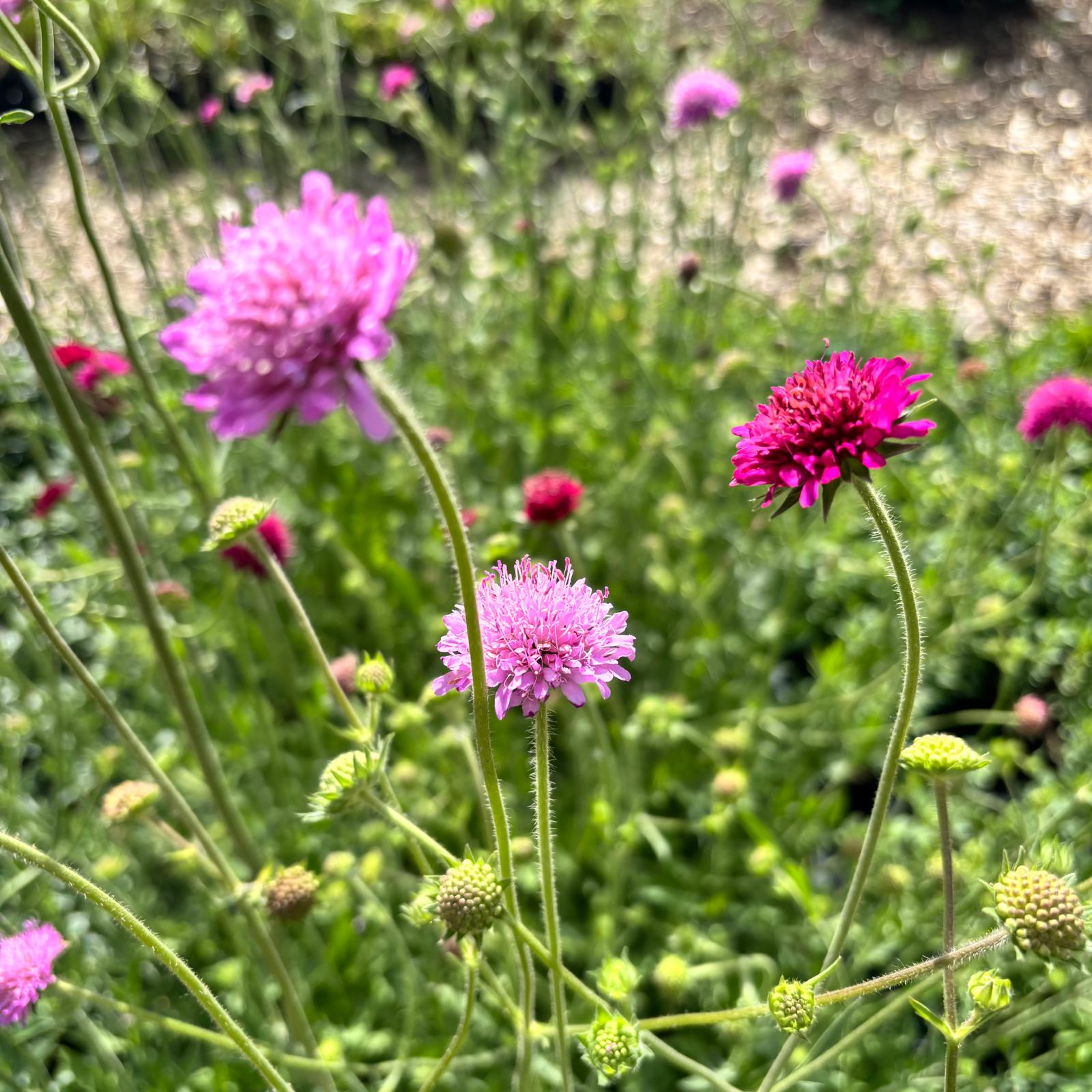 Knautia macedonica ‚Melton Pastels‘