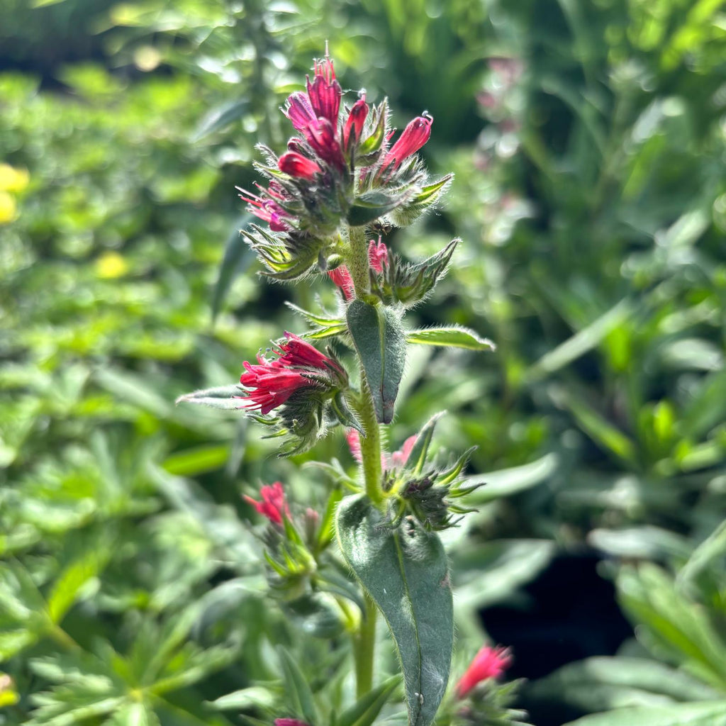 Echium russicum f. nanum 'Red Feathers'