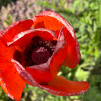 Papaver orientale ‘Nana Allegro