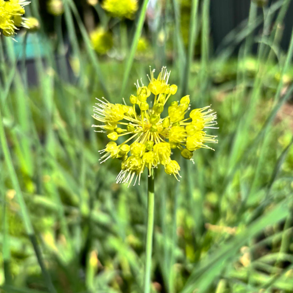 Allium obliquum