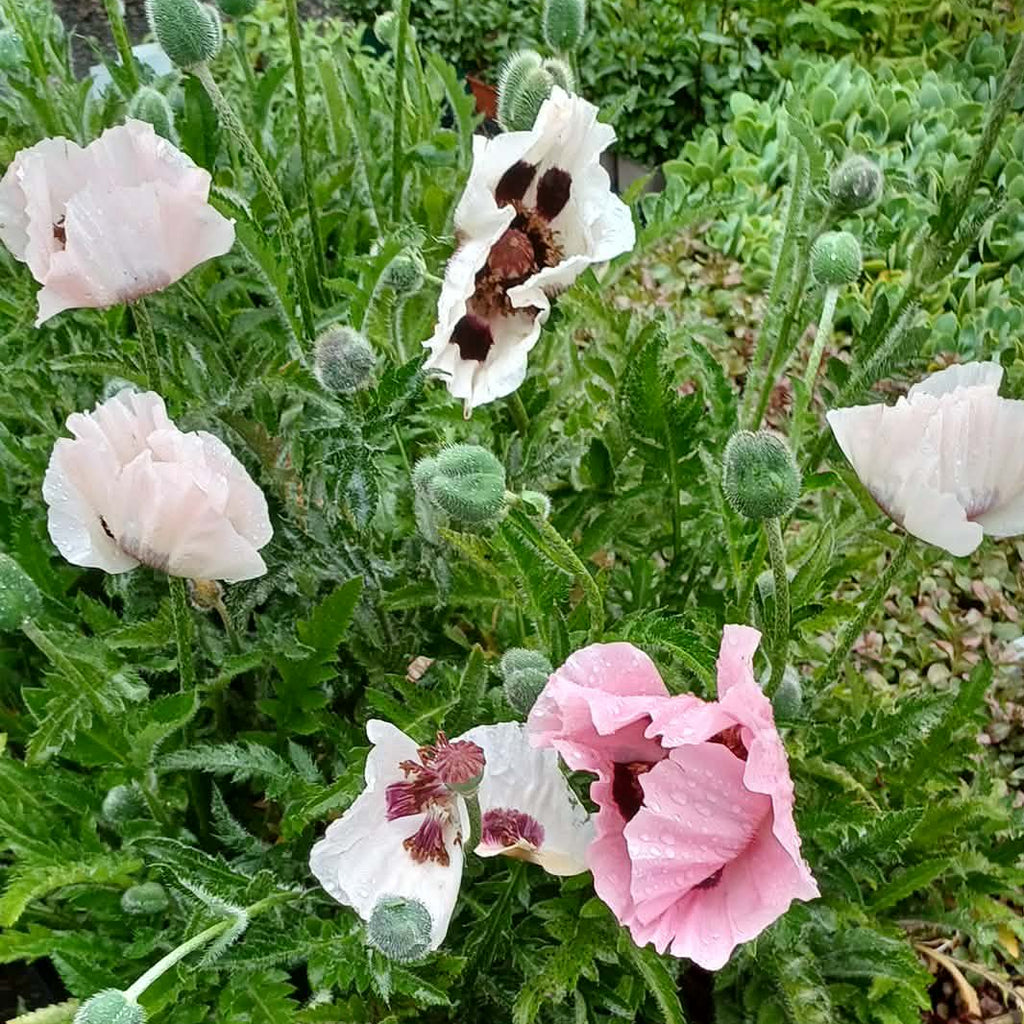 Papaver orientale ‘Royal Wedding’