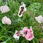 Papaver orientale ‘Royal Wedding’