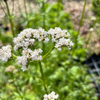 Valeriana officinalis