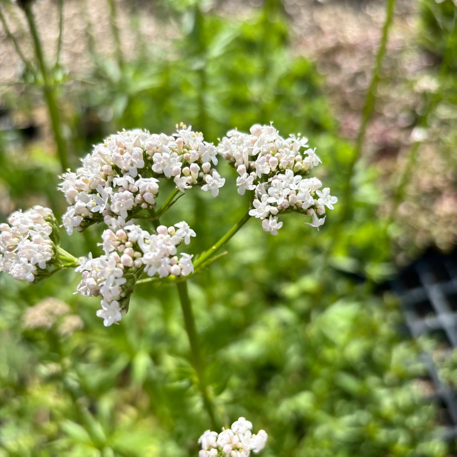 Valeriana officinalis